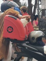 Amalfi, Hundebeifahrer &ndash; &copy; Vivian Kreft (Eberhardt TRAVEL)