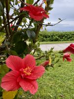 Mediterrane Blütenpracht - Hibiscus &ndash; &copy; Anne Schröder (Eberhardt TRAVEL)