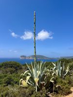 Überragende Agaven &ndash; &copy; Anne Schröder (Eberhardt TRAVEL)