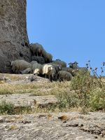 Endlich sehen wir mal 20 von 3 Millionen Schafen. &ndash; &copy; Anne Schröder (Eberhardt TRAVEL)