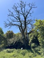 Im Zauberwald  &ndash; &copy; Anne Schröder (Eberhardt TRAVEL)