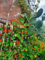 Kapuzinerkresse &ndash; &copy; Betina Marinov (Eberhardt TRAVEL)