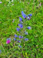 Glockenblume &ndash; &copy; Betina Marinov (Eberhardt TRAVEL)