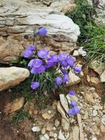 Glockenblume &ndash; &copy; Betina Marinov (Eberhardt TRAVEL)