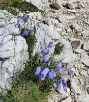 Glockenblume &ndash; &copy; Betina Marinov (Eberhardt TRAVEL)