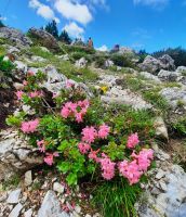 Alpenrosen &ndash; &copy; Betina Marinov (Eberhardt TRAVEL)
