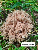 Pilz  Krause Glucke  &ndash; &copy; Betina Marinov (Eberhardt TRAVEL)