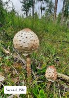 Pilz  Parasol &ndash; &copy; Betina Marinov (Eberhardt TRAVEL)