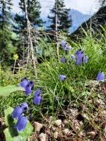 Glockenblumen &ndash; &copy; Betina Marinov (Eberhardt TRAVEL)
