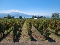 Weingut 