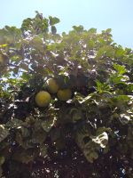 Grapefruit  &ndash; &copy; Olga Romano (Eberhardt TRAVEL)