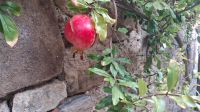 Granatapfel in Pollica Cilento &ndash; &copy; Anette Rietz (Eberhardt TRAVEL)
