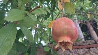 Granatapfel in Pollica Cilento &ndash; &copy; Anette Rietz (Eberhardt TRAVEL)