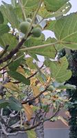Weiße Feigen Cilento &ndash; &copy; Anette Rietz (Eberhardt TRAVEL)