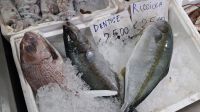 Fischgeschäft in Santa Maria di Castellabate - Cilento &ndash; &copy; Anette Rietz (Eberhardt TRAVEL)