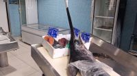 Fischladen in Santa Maria di Castellabate - Cilento &ndash; &copy; Anette Rietz (Eberhardt TRAVEL)