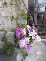 Blümchen am Eingang ins Restaurant - Gerace - Kalabrien  &ndash; &copy; Marieta Beck (Eberhardt TRAVEL)