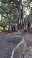 Wurzel Baum Ficus Magnoloide, großblättrige Feige, Palermo &ndash; &copy; Anette Rietz (Eberhardt TRAVEL)