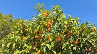 Bittere Orangen, Palermo, Park Villa Garibaldi &ndash; &copy; Anette Rietz (Eberhardt TRAVEL)
