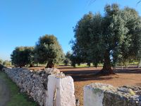 Olivenhain &ndash; &copy; Monika Cortese (Eberhardt TRAVEL)