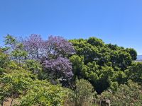 Cagliari (Jacarandabaum) &ndash; &copy; Katrin Deutschbein (Eberhardt TRAVEL)