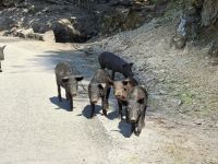 Korsisches Schwein (Porcu nustrale) oberhalb der Spelunca-Schlucht &ndash; &copy; Katrin Deutschbein (Eberhardt TRAVEL)