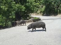 Korsisches Schwein (Porcu nustrale) oberhalb der Spelunca-Schlucht