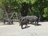 Korsisches Schwein (Porcu nustrale) oberhalb der Spelunca-Schlucht &ndash; &copy; Katrin Deutschbein (Eberhardt TRAVEL)