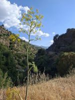 Schlucht des Golo-Flusses 