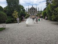 Weißer Pfau auf Isola Bella