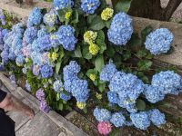 PXL_20260604_095424566.jpg  Hortensie in voller Pracht...