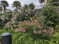 PXL_20260604_133441863.jpg  ...und immer wieder Blumen am Lago Maggiore...