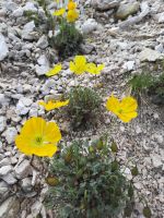 Alpen Mohn &ndash; &copy; Betina Marinov (Eberhardt TRAVEL)