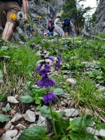 Glockenblume &ndash; &copy; Betina Marinov (Eberhardt TRAVEL)