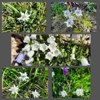 Edelweiss &ndash; &copy; Betina Marinov (Eberhardt TRAVEL)