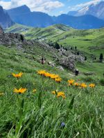 Echte Arnika &ndash; &copy; Betina Marinov (Eberhardt TRAVEL)
