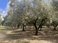Olivenbaum Plantage &ndash; &copy; Alyssa Zucchini (Eberhardt TRAVEL)
