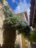 Nicotera