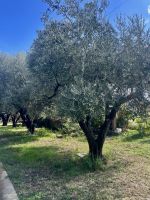 Olivenbaum Plantage &ndash; &copy; Alyssa Zucchini (Eberhardt TRAVEL)