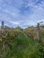 Weinberg &ndash; &copy; Alyssa Zucchini (Eberhardt TRAVEL)