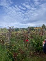 Weinberg &ndash; &copy; Alyssa Zucchini (Eberhardt TRAVEL)