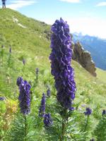 Alpenflora &ndash; &copy; Jürgen Schmeißer (Eberhardt TRAVEL)