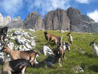am Plattkofel &ndash; &copy; Jürgen Schmeißer (Eberhardt TRAVEL)