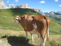 Sella vom Sellajoch &ndash; &copy; Jürgen Schmeißer (Eberhardt TRAVEL)