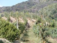 Weingut Boca Podere al Valloni &ndash; &copy; Ingrid Langer (Eberhardt TRAVEL)