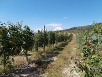 Weingut Boca Podere al Valloni &ndash; &copy; Ingrid Langer (Eberhardt TRAVEL)