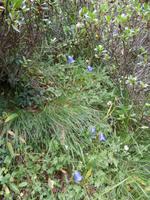Pflanzen am Grand Paradiso  &ndash; &copy; Ingrid Langer (Eberhardt TRAVEL)