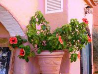 Hibiskus