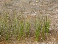 Meerstrand-Binse &ndash; &copy; Angelika Werner (Eberhardt TRAVEL)