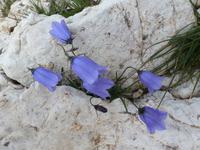Schleuchzers Glockenblume &ndash; &copy; Betina Marinow (Eberhardt TRAVEL)